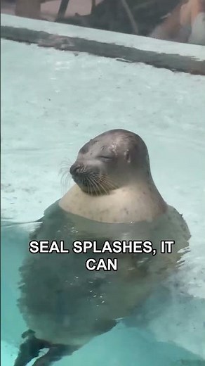 The Secret of Seal Slaps #nature #seal