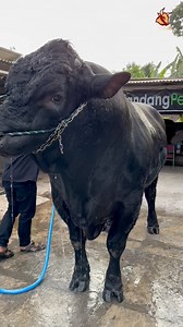 13K views · 268 reactions | Memandikan sapi JUMBO 1,3 Ton #sapi1tonup #sapijumbo | Lutfi ak Yt | Facebook