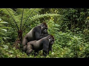 Lowland Gorilla Breeding Season | Rare Gorilla Mating Behavior in African Rainforest Wildlife