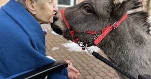 New bus for donkeys – Crowdfunding on wemakeit