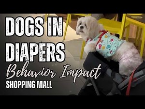 Dogs wearing Diapers - Exploring Pet Behavior in Public