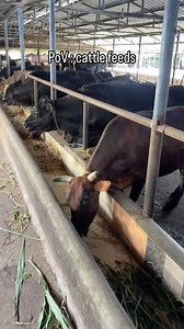 *Types of Cattle Feeds* 1. *Grains*: Corn, oats, barley, and wheat are common grains used in cattle feed. 2. *Protein sources*: Soybean meal, cottonseed meal, and canola meal provide essential amino acids. 3. *Fiber sources*: Hay, silage, and other fibrous materials support digestive health. 4. *Concentrates*: Pellets or mixes that contain a blend of grains, proteins, and vitamins. 5. *Mineral supplements*: Provide essential minerals like calcium, phosphorus, and salt. *Nutritional Requirements*