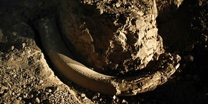 Reconstruyen movimientos de mamut lanudo gracias a colmillos de hace 17 mil años