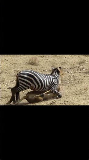 Lioness vs. zebras