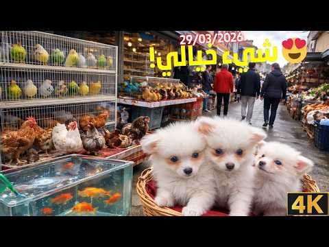 سوق منصف باي للحيوانات 29/03/2026 ( Moncef Bay animal )