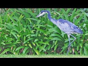 HERON SHOWS OFF ITS EPIC HUNTING SKILLS