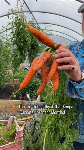 🥕 Here’s the old-school trick that keeps carrots fresh for months! This simple method locks in freshness, flavour, and crunch all winter long. Perfect for gardeners, homesteaders, or anyone who loves zero-waste food storage. Storing Root Vegetables If you wish to store root vegetables like carrots, beetroot, or turnip over winter, the best method is to lift them and store them in damp sand or compost. The reason that root vegetables deteriorate when lifted is primarily from losing moisture. Thi