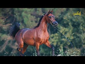 Marwan Al Shaqab, the horse whose price is equivalent to 76 Ferraris