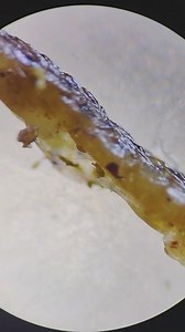 890K views · 1.3K reactions | SÍ, BASTANTE, ASQUEROSO TIKTOKER...