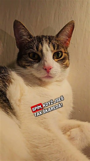 Hele, včera mi starej řekl, proč se mnou spí, když jsem tak škaredá!😪#love#funny#viral#video#foryou