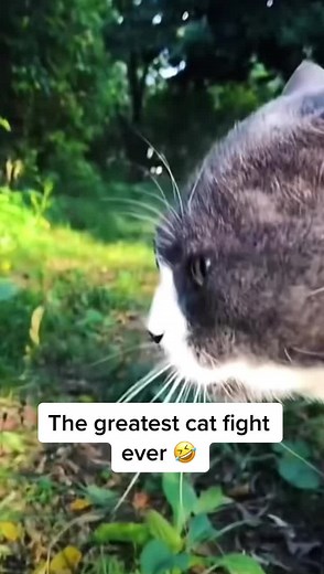 Cat Fight Compilation: The Ultimate Showdown of Feisty Felines