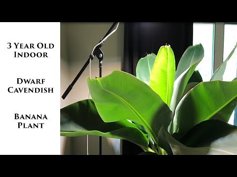 How to Tell if Your Banana Tree/Plant is Going to Flower