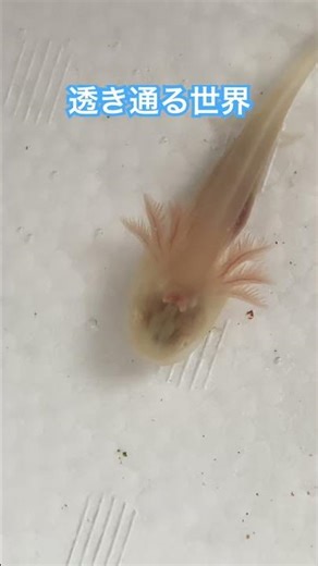 エサ、内臓、脳みそまでもが透けるウーパールーパーのアルビノ個体。 #ウーパールーパー #axolotl #ペット#アクアリウム #skeleton #雑学 #豆知識 #動物 #アルビノ #ショート