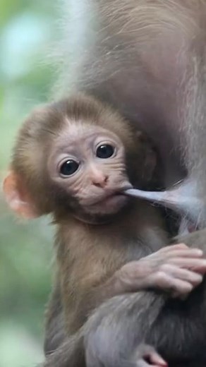 Monkey adorable cute and lovely #animal #monkey #Monkeyfunny #iloveyou #fpyシ #reelschallenge #monkeys #gorilla #AI #monkeyai | monkey dramatic happy