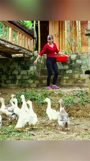 Garden Harvesting Tips for Beginners