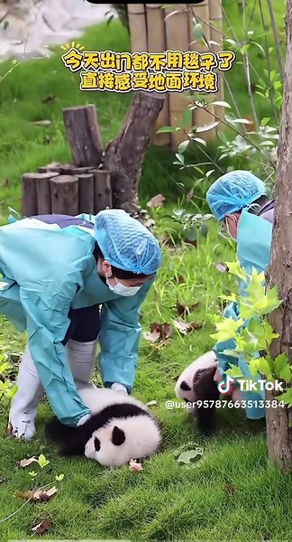 パンダの生活と可愛い瞬間