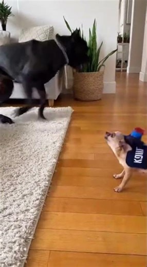 🚨🐕 Chihuahua Cop Pranks Sleeping Cane Corso… Siren Goes Off And Chaos Starts! #funnydogs #dogprank