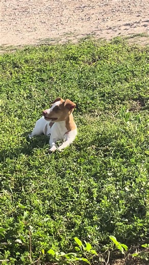 April Clark (@april.clark55)’s videos with original sound - David Attenborough