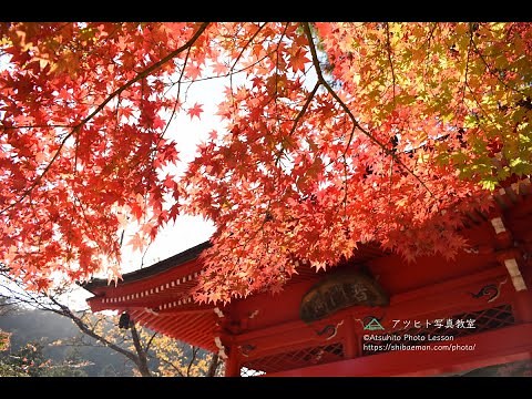 ★新構図を発見!?モミジを発色良く撮る！紅葉の撮り方【一眼レフ・マニュアルモード】