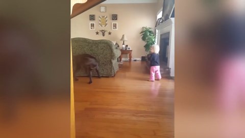 A Dog Chases Its Tail And A Tot Girl Spins Around In Circles