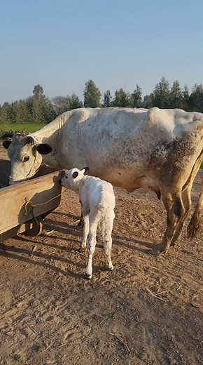 3.7K views · 84 reactions | Second timer with female claf #Price / 425,000 03008963690 / 03416923205 / 0342 8622303 | مویشی منڈی Tv | Facebook