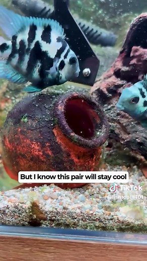 Parrot Fish Parenting: A Fascinating Journey