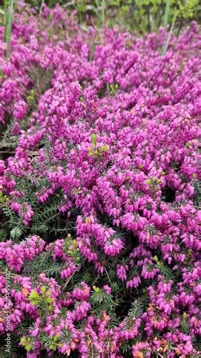 Erica carnea, a low-growing evergreen shrub from the heather family. The plant has characteristic needle-like leaves and numerous small inflorescences of a rich crimson-pink color. Landscape design