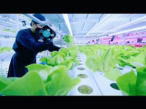 在植物工厂中，我们利用人工光控制环境，实现生菜的立体栽培。这种创新的种植方式不仅提高了农作物的产量，还保证了食品的安全和质量。 #无土栽培 #植物工厂