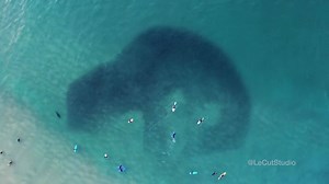 875K views · 17K reactions | It's not only surfers that love Bondi Beach, it turns out that seals do too! Video: Le Cut Studio | Australia.com | Facebook