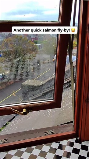 22K views · 485 reactions | 6pm every night he shows up for a little feast 凉 Thank you @thefishsocietyeu Code - “Feedingsteven15” #fyp #foryou #seagull #feedingsteven #salmon | Feeding Steven | Facebook