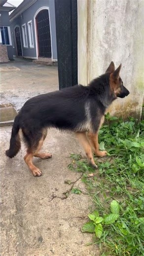 German shepherd dog in action
