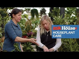 Simple Guide to Houseplant Care | Ask This Old House