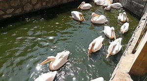 Giza Zoo Welcomes Pink Backed Pelicans