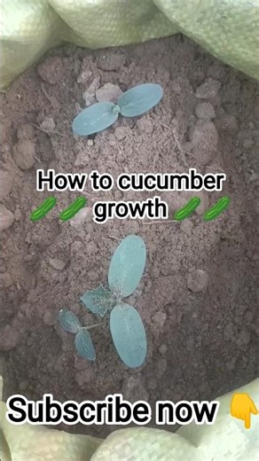How to cucumber growth 🥒🥒 #farming #agriculture #trendingshorts #trending #shorts #shortsfeed