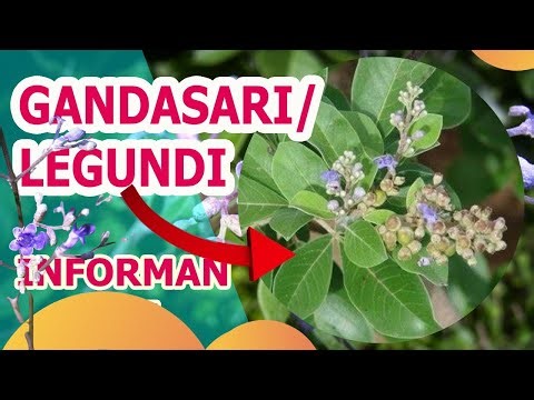 GETTING TO KNOW THE GANDASARI PLANT AND ITS BENEFITS