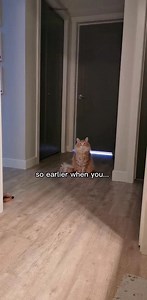 Witnessing a blink may cause memory loss #cat #catsoftiktok #fyp | Walter the Catt