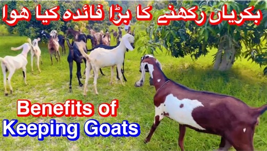 Benefits of Keeping Goats/// بکریاں رکھنے کا بڑا فائدہ کیا ھوا | Learning Goat Farm