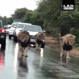 A traffic jam in South Africa... 😲🦁 Lions Of Kruger Park And Sabi Sand | LADbible