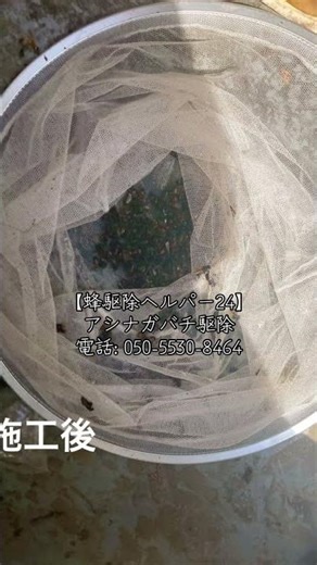 【蜂駆除ヘルパー24】アシナガバチ駆除。電話: 050-5530-8464。#蜂駆除 #ハチ駆除 #害虫駆除 #ネズミ駆除 #害獣駆除