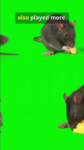 Rats laugh when you tickle them