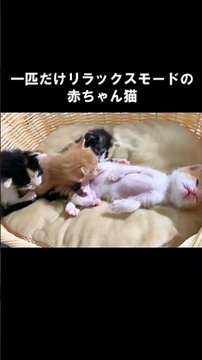 一匹だけリラックスモードの赤ちゃん猫 #保護子猫