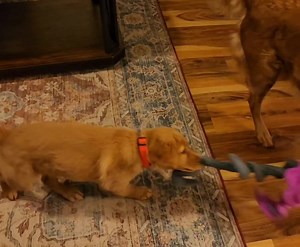 15K views · 6.3K reactions | For all who wanted to know. Officially known as Calhoun's Dash of Cayenne. Call name Pepper. There may be times she's a Belle and probably more times we'll call her Ghost . Oh boy! BTW, this litter was known as the Spicy Ruelettes. | JJ Hospice Therapy Dog | Facebook