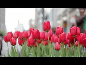 Zoom Flower Video Background I – High-Quality Virtual Background for Online Meetings