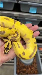 Super OD Super Enchi Pastel Leopard! #ballpythonmorphs #royalconstrictordesigns #ballpythonbreeder