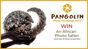 8.2K views · 379 reactions | Win one of 7 photo safaris to Botswana AND help us save more pangolins! Click here for more info on how to enter - https://bit.ly/3L7Agwq | Pangolin Photo Safaris | Facebook