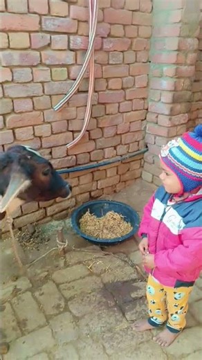 जय माता दी 🌺❣️🌿#4k #maastatus #navratristatus #newnavratriwhatsappstatus #shortsfeed #newsong