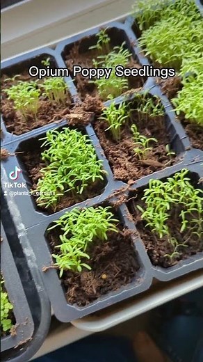 🌱 Sowing opium poppy seeds 🌱 #plantsngardens #opiumpoppyseeds #opiumpoppy #papaversomniferum
