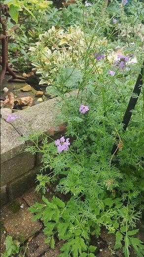 UK rare sighting hummingbird hawk-moth Telford 3/9/25