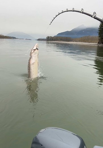 2024 Best Jump: Sturgeon Fishing Adventure!