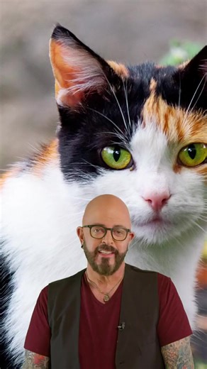 Facts about Calico cats! #Cats #Calico | Jackson Galaxy